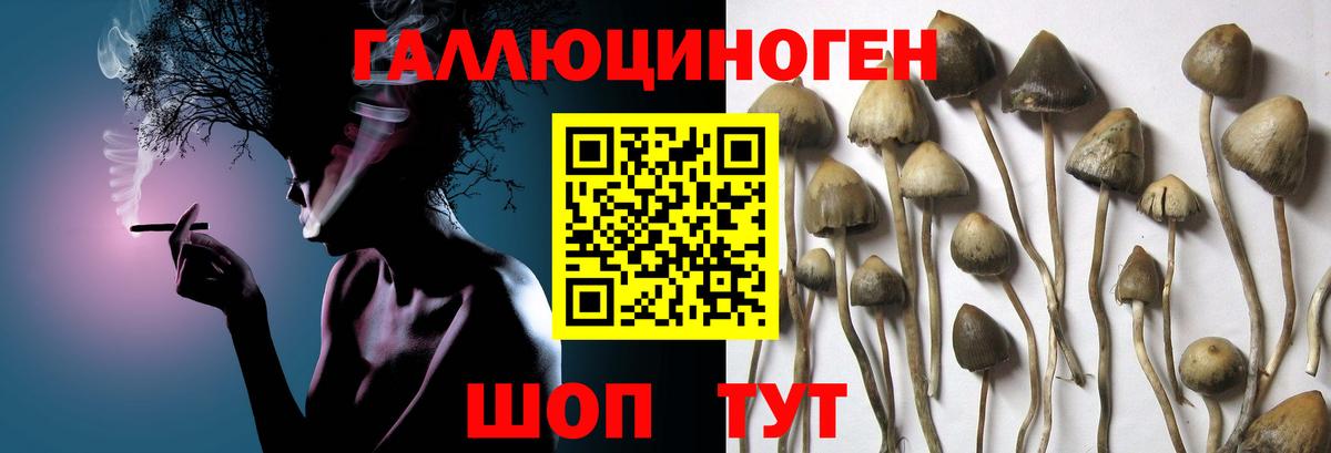 Павловский Посад  Псилоцибиновые грибы ЛСД  Псилоцибиновые грибы мухоморы  Вход с VPN 
